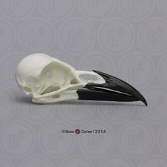 a bird's skull with a long beak is shown in front of a grey background