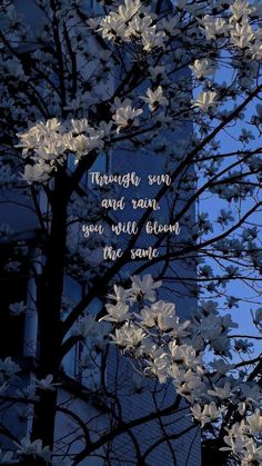 a tree with white flowers in front of a tall building and the words through sun and rain you will bloom the same