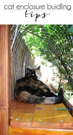 a cat laying on top of a wooden bench under a tree with text overlay that reads how to build a cat enclosure building tips