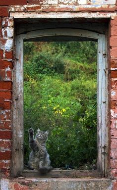 a cat that is sitting in a window sill looking out at the grass and bushes