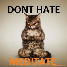 Daily dose of inspiration for yogis. #yoga #video #online #classes #yogi #yogapose #ashtanga #asana #meditation #namaste #om #yogateacher Funny Cat Memes, Dalai Lama, Mindfulness Meditation, Kitty Cats, Yoga Inspiration, How To Do Yoga, Inner Peace, The Words