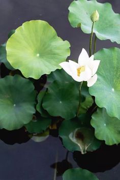 a white flower sitting on top of a green leaf covered waterlily plant in a pond