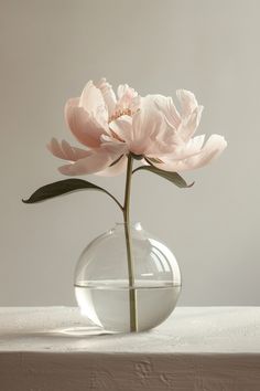 a single pink flower in a glass vase