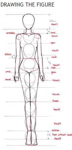 a drawing of a woman's body with all the parts labeled