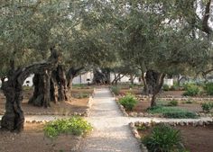 an olive tree lined path in a garden