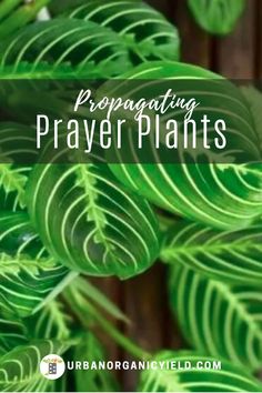 green leaves with the words propagating prayer plants