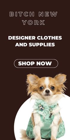 5 Secrets To Enjoying A Well Mannered Chihuahua Long Haired Chihuahua, Chihuahua Love, Dog Runs, Dry Dog Food