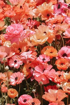 many pink and orange flowers in a field