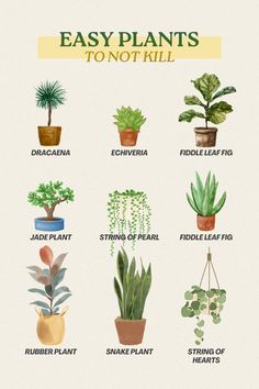 an illustrated guide to different types of house plants