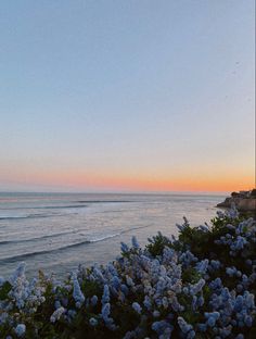 the sun is setting over the ocean with blue flowers