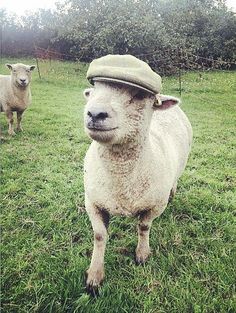 a sheep wearing a hat standing in the grass