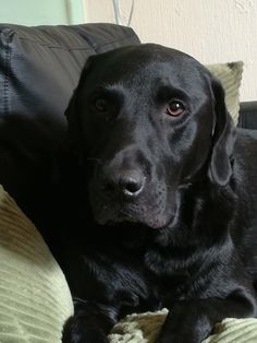 a black dog laying on top of a couch