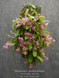 pink flowers are hanging from a planter with moss growing on the top and bottom