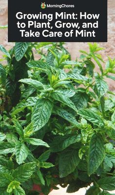 a potted plant with the title growing mint how to plant grow and take care of mint