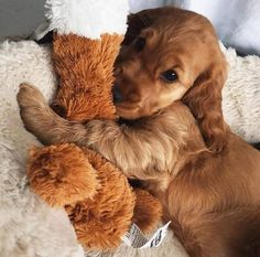 a puppy laying on top of a stuffed animal