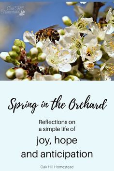 a bee sitting on top of a white flower next to the words spring in the orchard