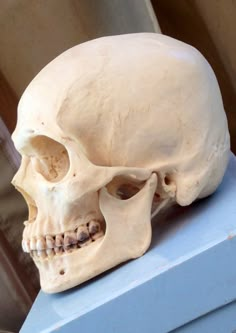 a human skull sitting on top of a blue box