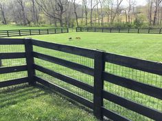 a fenced in grassy area with two birds on the grass and trees behind it