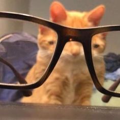 an orange cat wearing glasses looking at itself in front of it's own reflection