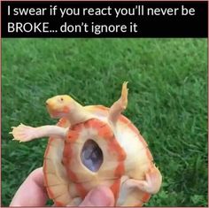 someone is holding a small turtle in their hand and the caption reads, i swear if you react you'll never be broke don't ignore it