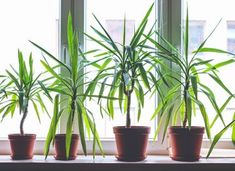 four potted plants sit on a window sill in front of the windowsill