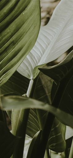 closeup of green and white leaves on a plant