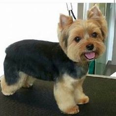 a small brown and black dog standing on top of a table next to a mirror