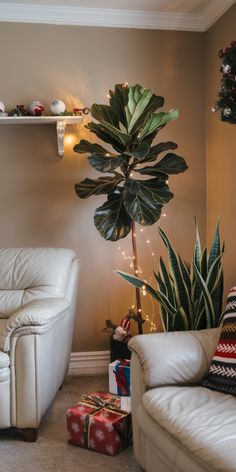 Fiddle leaf fig tree with string lights in a cozy living room, surrounded by holiday decor and gifts. Ficus Lyrata, Fiddle Leaf, Parts Of A Plant, Fiddle Leaf Fig