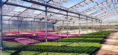 the inside of a large greenhouse with lots of plants growing in rows and green roofing