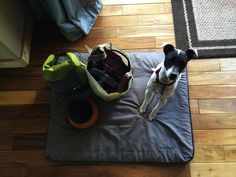 a dog sitting on top of a mat next to a bag