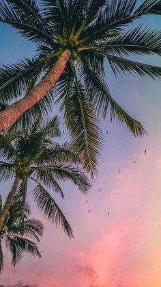 palm trees against a pink and blue sky