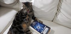 a cat sitting on top of a white couch next to a book with its mouth open