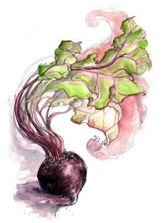 a drawing of a radishes plant with long green leaves and red stems on it