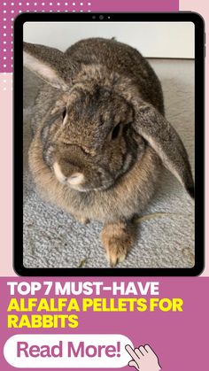 a rabbit sitting on top of a carpet next to a pink sign that says, top 7 must have alfalfa pellets for rabbits read more