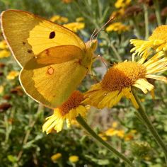 a yellow butterfly sitting on top of a yellow flower