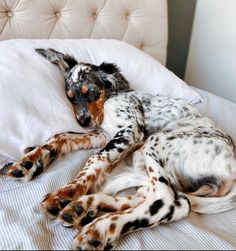 a dog laying on top of a bed next to pillows