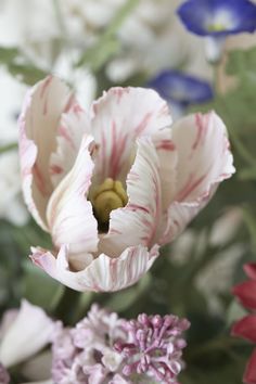 a close up of a flower with many flowers in the background