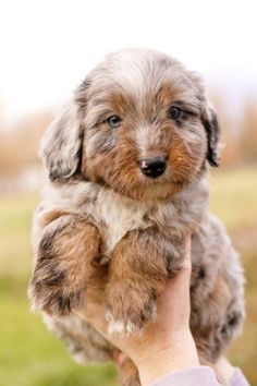 a person holding a small dog in their hand