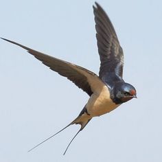 a bird flying through the air with its wings spread