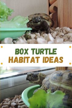 the box turtle habitat idea for kids