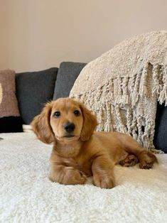 a brown dog laying on top of a white bed next to a black and gray couch