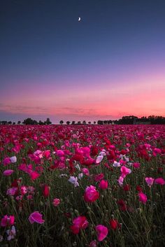 a field full of pink and white flowers under a purple sky at sunset with the moon in the distance