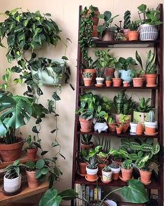 a shelf filled with lots of potted plants