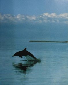 a dolphin jumping out of the water in front of a sky with clouds above it