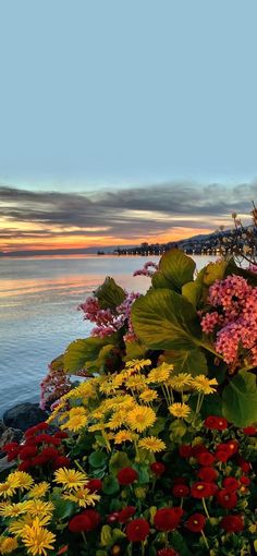 colorful flowers line the edge of a body of water as the sun sets in the distance