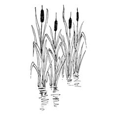 black and white drawing of reeds in water