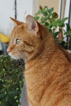 an orange tabby cat sitting in front of a potted plant and looking off into the distance