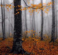 a forest filled with lots of tall trees covered in fall leaves and yellow leaves on the ground