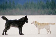 two black and white dogs standing next to each other in the snow with trees in the background