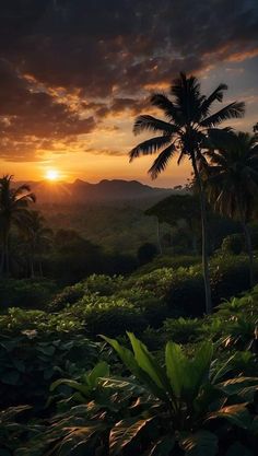 the sun is setting over some trees and bushes in front of a mountain range with palm trees